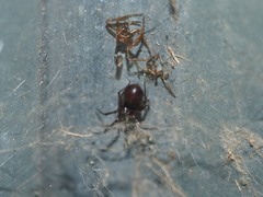 Steatoda borealis