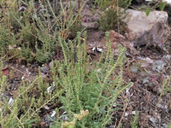 Bassia scoparia