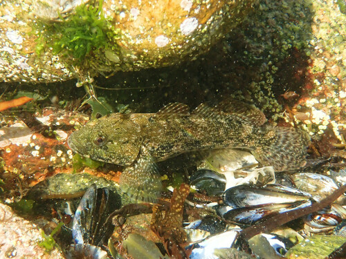 Giant goby (Gobius cobitis) — Gobiidae
