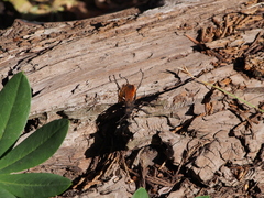 Palmodes praestans