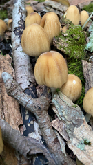 Coprinellus micaceus