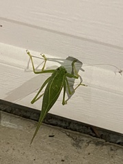 Microcentrum californicum