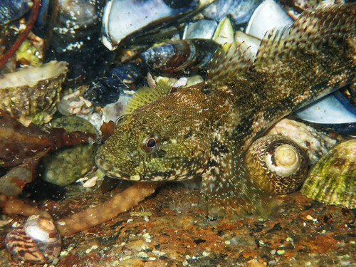 Giant Goby, Concarneau, France, photo 8 of 10