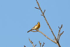 Emberiza flaviventris