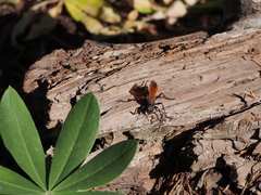 Palmodes praestans
