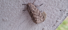 Hypercompe indecisa