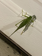 Microcentrum californicum