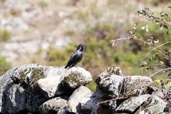 Sturnus unicolor
