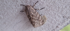 Hypercompe indecisa