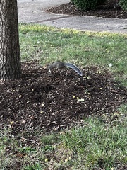 Sciurus carolinensis