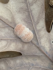 Druon quercusflocci