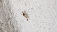 Chironomidae