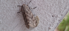 Hypercompe indecisa