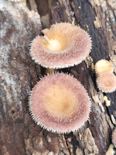 Busovača (Panus lecomtei)