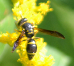 Ancistrocerus campestris