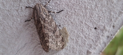 Hypercompe indecisa