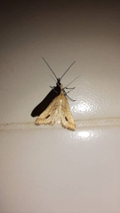Diasemia monostigma