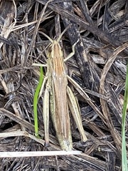 Chorthippus albomarginatus