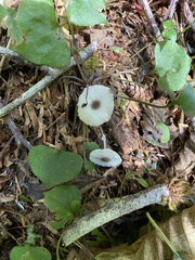 Leucocoprinus brebissonii
