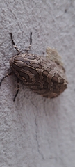 Hypercompe indecisa