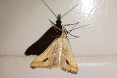 Diasemia monostigma
