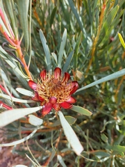 Protea acuminata