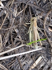 Chorthippus albomarginatus