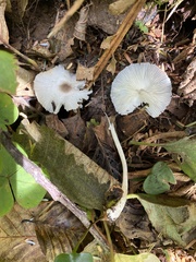 Leucocoprinus brebissonii