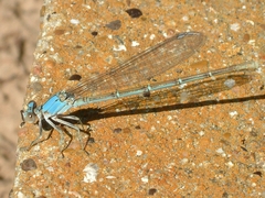 Argia moesta