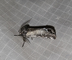 Ursia noctuiformis