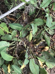 Anemopsis californica