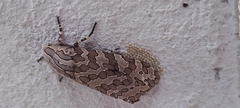 Hypercompe indecisa