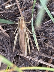Chorthippus albomarginatus