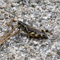 Melanoplus fasciatus