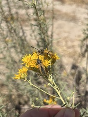 Crossidius suturalis