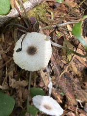Leucocoprinus brebissonii