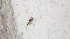 Chironomidae