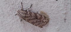 Hypercompe indecisa