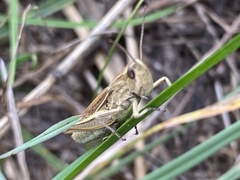 Chorthippus albomarginatus