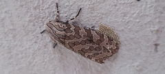 Hypercompe indecisa