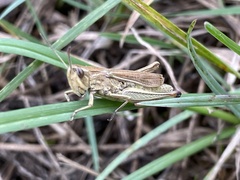 Chorthippus albomarginatus