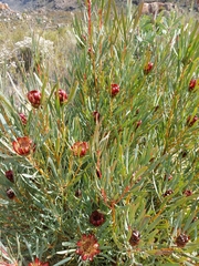 Protea acuminata