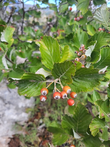 Jarabina mukyňová (Aria edulis)
