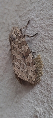 Hypercompe indecisa