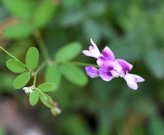 Lespedeza repens
