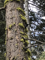 Dryobates albolarvatus