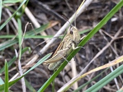 Chorthippus albomarginatus