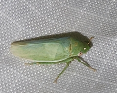 Planipona delta