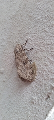 Hypercompe indecisa