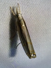 Parapediasia decorellus